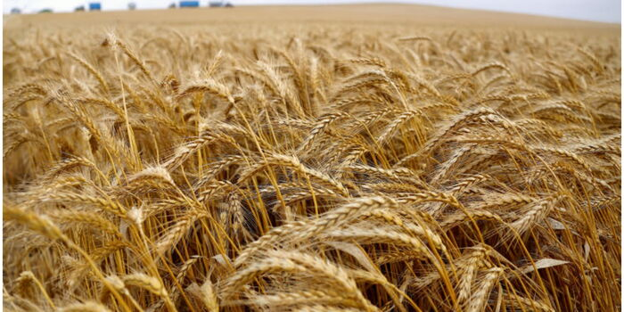 Millers Respond to Wheat Crisis: What’s Really Behind the Struggle of Local Farmers?